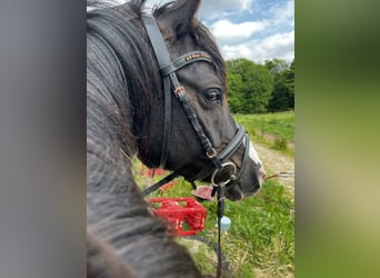 Deutsches Reitpony, Stute, 5 Jahre, 143 cm, Rappe