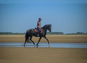 Deutsches Reitpony, Stute, 5 Jahre, 143 cm, Rappe