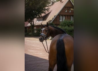 Deutsches Reitpony, Stute, 5 Jahre, 144 cm, Brauner