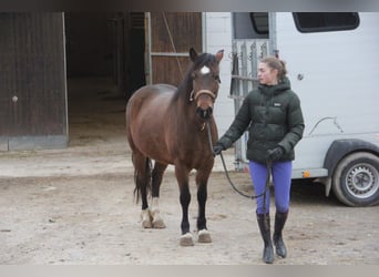 Deutsches Reitpony Mix, Stute, 5 Jahre, 144 cm, Brauner