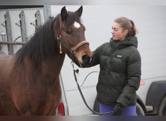 Deutsches Reitpony Mix, Stute, 5 Jahre, 144 cm, Brauner