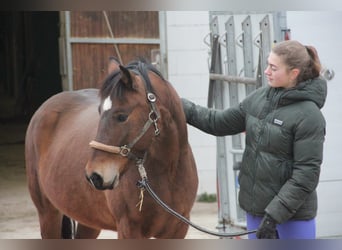 Deutsches Reitpony Mix, Stute, 5 Jahre, 144 cm, Brauner