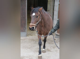 Deutsches Reitpony Mix, Stute, 5 Jahre, 144 cm, Brauner