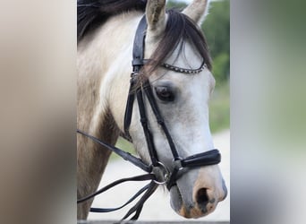 Deutsches Reitpony, Stute, 5 Jahre, 144 cm, Buckskin