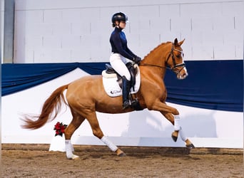 Deutsches Reitpony, Stute, 5 Jahre, 144 cm, Fuchs