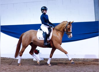 Deutsches Reitpony, Stute, 5 Jahre, 144 cm, Fuchs