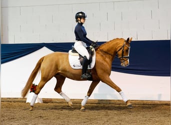 Deutsches Reitpony, Stute, 5 Jahre, 144 cm, Fuchs