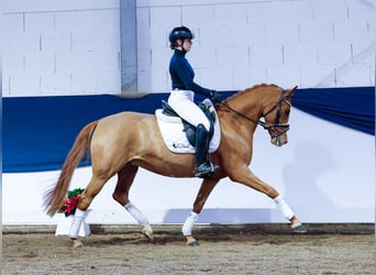 Deutsches Reitpony, Stute, 5 Jahre, 144 cm, Fuchs