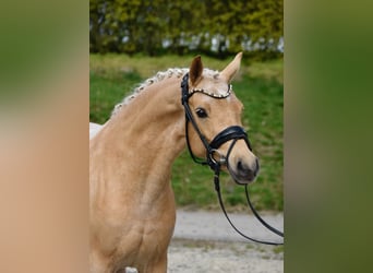 Deutsches Reitpony, Stute, 5 Jahre, 144 cm, Palomino