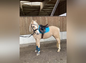 Deutsches Reitpony, Stute, 5 Jahre, 144 cm, Palomino