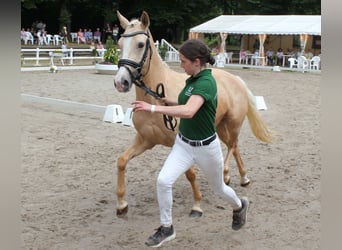 Deutsches Reitpony, Stute, 5 Jahre, 144 cm, Palomino