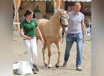 Deutsches Reitpony, Stute, 5 Jahre, 144 cm, Palomino