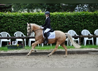 Deutsches Reitpony, Stute, 5 Jahre, 144 cm, Palomino