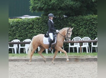 Deutsches Reitpony, Stute, 5 Jahre, 144 cm, Palomino