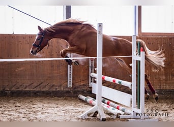 Deutsches Reitpony, Stute, 5 Jahre, 144 cm, Red Dun