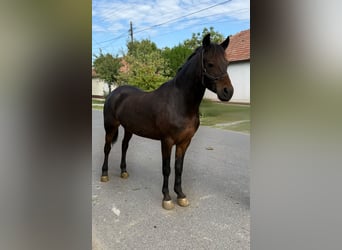 Deutsches Reitpony, Stute, 5 Jahre, 145 cm, Brauner