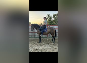 Deutsches Reitpony, Stute, 5 Jahre, 145 cm, Brauner