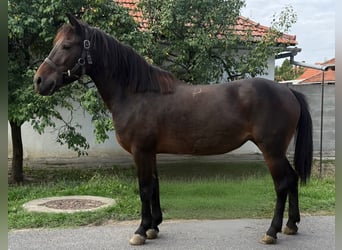 Deutsches Reitpony, Stute, 5 Jahre, 145 cm, Brauner