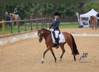 Deutsches Reitpony, Stute, 5 Jahre, 145 cm, Brauner