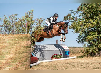 Deutsches Reitpony, Stute, 5 Jahre, 145 cm, Brauner