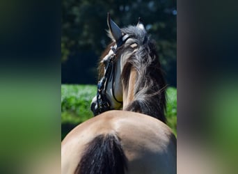 Deutsches Reitpony, Stute, 5 Jahre, 145 cm, Buckskin