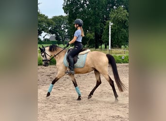 Deutsches Reitpony, Stute, 5 Jahre, 145 cm, Buckskin