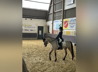 Deutsches Reitpony, Stute, 5 Jahre, 145 cm, Buckskin