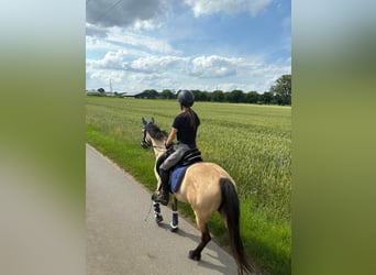 Deutsches Reitpony, Stute, 5 Jahre, 145 cm, Buckskin