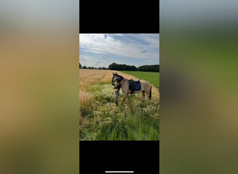 Deutsches Reitpony, Stute, 5 Jahre, 145 cm, Buckskin
