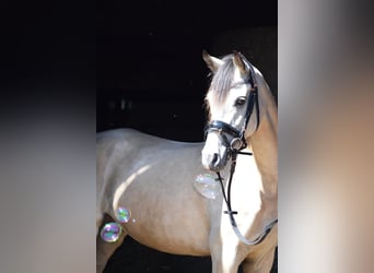 Deutsches Reitpony, Stute, 5 Jahre, 145 cm, Buckskin