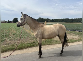 Deutsches Reitpony, Stute, 5 Jahre, 145 cm, Buckskin