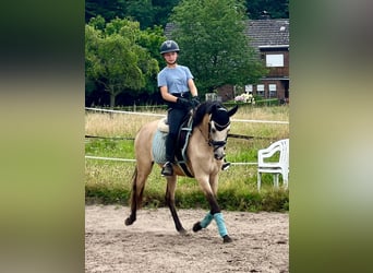 Deutsches Reitpony, Stute, 5 Jahre, 145 cm, Buckskin