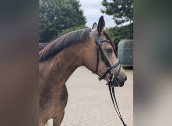Deutsches Reitpony, Stute, 5 Jahre, 145 cm, Buckskin