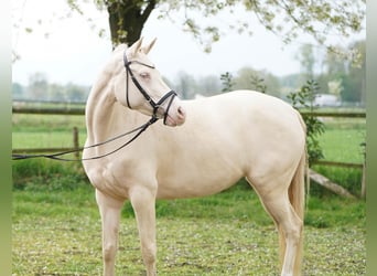 Deutsches Reitpony, Stute, 5 Jahre, 145 cm, Cremello