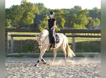 Deutsches Reitpony, Stute, 5 Jahre, 145 cm, Cremello