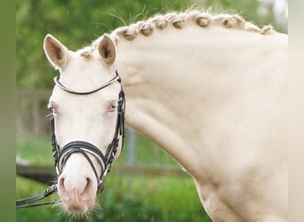 Deutsches Reitpony, Stute, 5 Jahre, 145 cm, Cremello