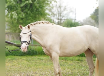 Deutsches Reitpony, Stute, 5 Jahre, 145 cm, Cremello