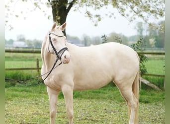 Deutsches Reitpony, Stute, 5 Jahre, 145 cm, Cremello