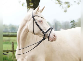 Deutsches Reitpony, Stute, 5 Jahre, 145 cm, Cremello
