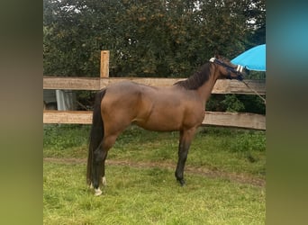 Deutsches Reitpony, Stute, 5 Jahre, 145 cm, Dunkelbrauner