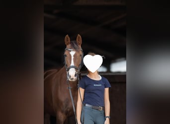 Deutsches Reitpony, Stute, 5 Jahre, 145 cm, Dunkelfuchs