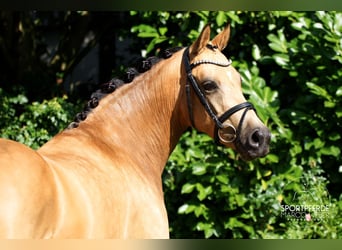 Deutsches Reitpony, Stute, 5 Jahre, 145 cm, Falbe