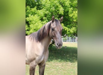 Deutsches Reitpony, Stute, 5 Jahre, 145 cm, Falbe