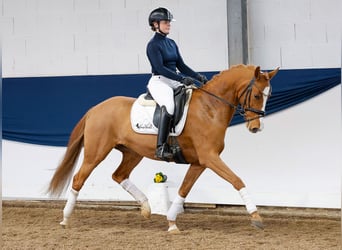 Deutsches Reitpony, Stute, 5 Jahre, 145 cm, Fuchs