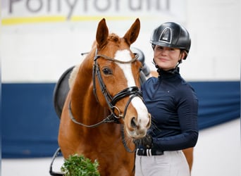 Deutsches Reitpony, Stute, 5 Jahre, 145 cm, Fuchs