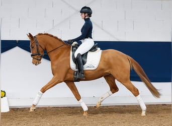 Deutsches Reitpony, Stute, 5 Jahre, 145 cm, Fuchs