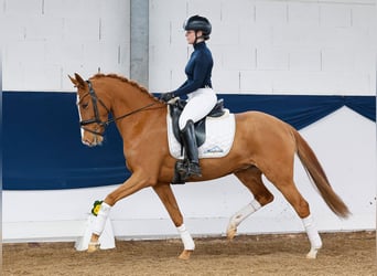 Deutsches Reitpony, Stute, 5 Jahre, 145 cm, Fuchs