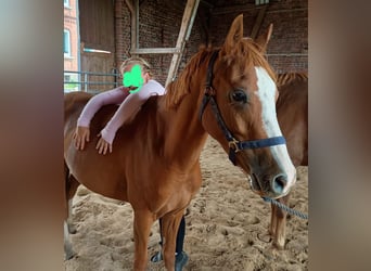 Deutsches Reitpony, Stute, 5 Jahre, 145 cm, Fuchs