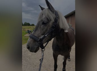 Deutsches Reitpony, Stute, 5 Jahre, 145 cm, Kann Schimmel werden