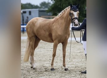 Deutsches Reitpony, Stute, 5 Jahre, 145 cm, Palomino